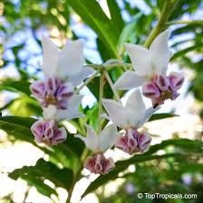 Image result for Gomphocarpus physocarpus