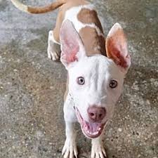 We rescue and adopt animals to find the perfect furever home our aim is to find secure new homes for animals that have been abandoned or whose owners can no longer care for them. I Heart Dogs Rescue And Animal Haven In Warren Michigan