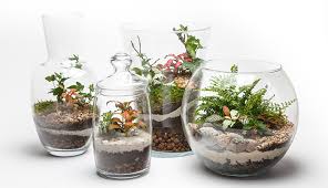 Yang membuat banyak orang untuk memiliki terrarium di dalam rumah karena bisa memberikan nilai artistik tersendiri di dalam botol. Hadirkan Suasana Hijau Dan Segar Di Dalam Ruangan Dengan Terarium