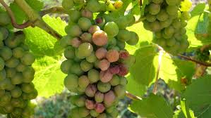 Image result for Metasphaeria diplodiella