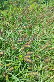 Image result for Cenchrus