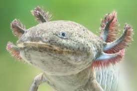 Only the best from the web. 15 Of The World S Strangest Animals Travel Channel