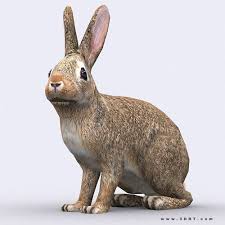 3drt Hare 3d Model Animals Wild Animals Wild Hare