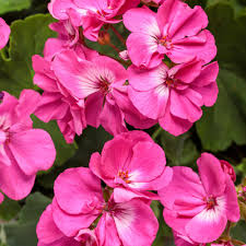 Image result for Geranium