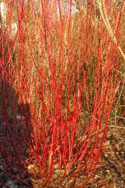 Image result for Cornus volkensii