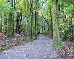 Hình ảnh về Gỗ lá kim ở New Zealand