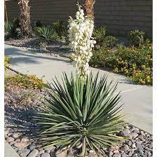 Yucca Filamentosa Yucca Filamentosa Yucca Plant Plants