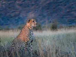 A Cheetah At Dusk A Male Cheetah At Dusk In Bush Landscape Of Madikwe Game Reserve South Africa African Wildlife Wildlife Nature Cheetah