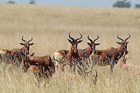 Image result for Anisotes pubinervius