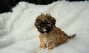Yourdog shih tzu pup 12 kg. Shih Tzu Boomer Pupie Schitterend Mooi En Zeer Goed Verzorgdt Shihtzu En Boomer Puppies