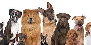 Kopek Ailesi Perros Comportamiento Canino Amantes De Los Perros