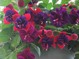 You have 14 days, from receipt, to notify the seller if you wish to cancel your order or exchange an item. Fuchsia Hanging Basket Care