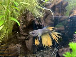 Bloated Betta Album On Imgur