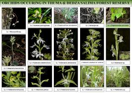 Image result for Habenaria laurentii