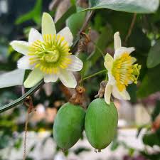 Image result for Passiflora