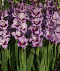 Check spelling or type a new query. 2019 Plant Sale Master List Wataugadems Com