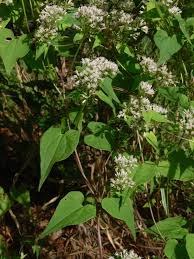 Image result for Mikaniopsis