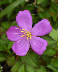 Image result for Heterotis canescens