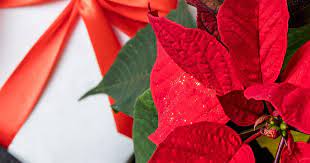 Add something special to your festive displays with these christmas houseplants. Caring For Indoor Christmas Houseplants Love The Garden