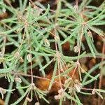 Image result for Hypertelis