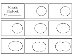 We did not find results for: Mitosis Flipbook By Madison Kammerer Teachers Pay Teachers