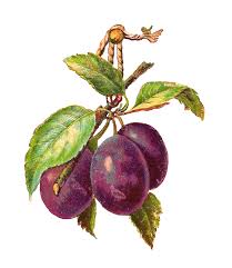 plum clipart prunes plum prunes transparent free for download on webstockreview 2020 plum clipart prunes plum prunes