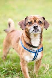 18 Adorable Mixed Breed Dogs You Ll Fall In Love With In 2021 Mixed Breed Dogs Pug Mixed Breeds Mixed Breed Puppies