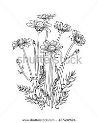 Botanical Illustration Of Chamomile Bouquet Outline Doodle Drawing Black Lines On White Background Herbal Collection For Coloring Blomster
