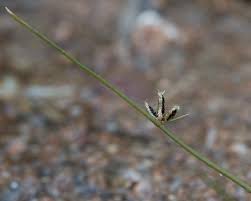 Image result for Cyperus laevigatus