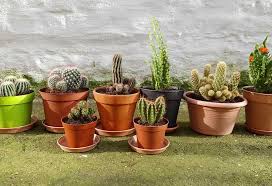 Buzzfeed staff can you beat your friends at this quiz? Interesting Information Facts About Cactus For Children