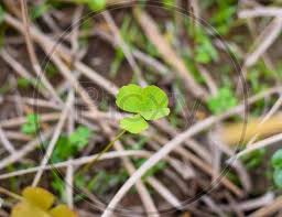 Image result for Marsileaceae