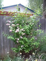 Image result for Deutzia hybrida Pink Pompon