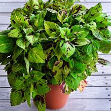Image result for Coleus meyeri
