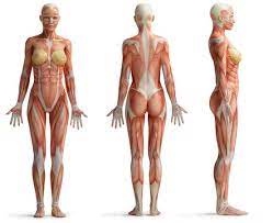 Escolha entre premium de woman body anatomy da melhor qualidade. 85 346 Best Female Anatomy Images Stock Photos Vectors Adobe Stock