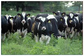 History of the Holstein Breed