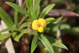 Image result for Stylosanthes