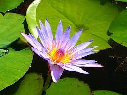 Nymphaea Caerulea Blue Lotus Blue Lily Caerulea