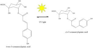 Image result for Viscum combreticola