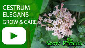 Check spelling or type a new query. Cestrum Elegans Growing And Care Jessamines Beautiful Hedge Plant Youtube