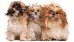 When do shih tzu puppies get fluffy. Get To Know All The Amazing Shih Tzu Colors K9 Web