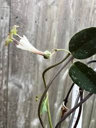 Image result for Ceropegia rendallii