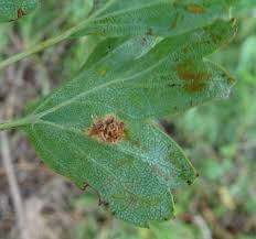 Image result for Gymnosporia pubescens