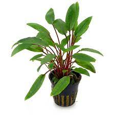 Cryptocoryne beckettii, also known as beckett's water trumpet, is a plant species belonging to the araceae genus cryptocoryne. Cryptocoryne Beckettii Petchii Aquasabi Aquascaping Shop