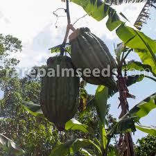 Image result for Telfairia