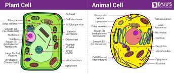 Maybe you would like to learn more about one of these? Draw A Plants And Animal Cell Name The Seven Important Organelles Found In Brainly In