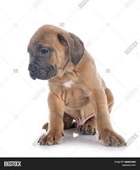 It is closely related to the neapolitan mastiff. Puppy Italian Mastiff Image Photo Free Trial Bigstock