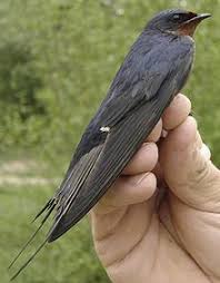 Dans la chambre d'enfants il y a un lit, une petite armoire, un bureau et une chaise. Hirondelle Rustique Wikipedia