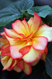 Pin On A Passion For Flowers