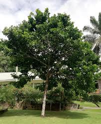 Image result for Mimusops