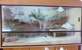Bearded Dragon Org View Topic Viv Pics Only Thread Bearded Dragon Habitat Baby Bearded Dragon Bearded Dragon Care
